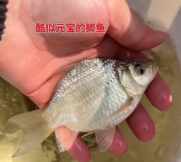 金魚返祖現(xiàn)象