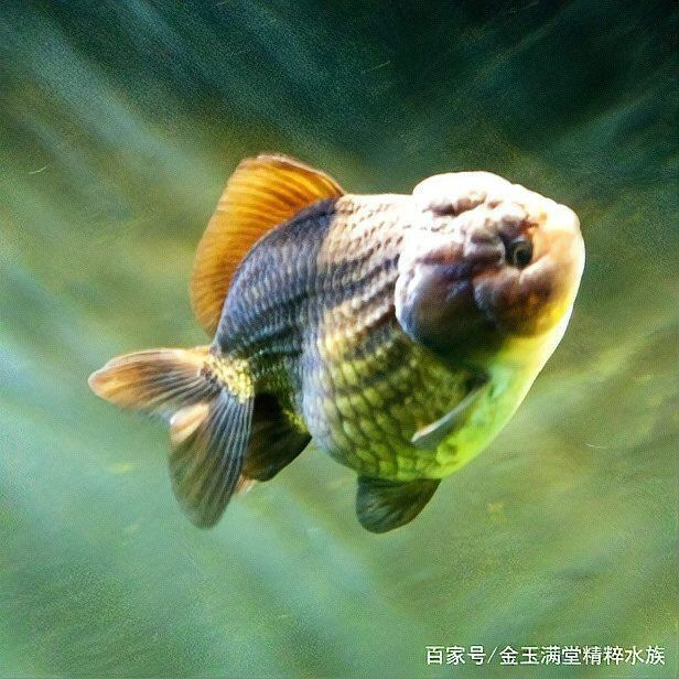 金魚返祖現(xiàn)象