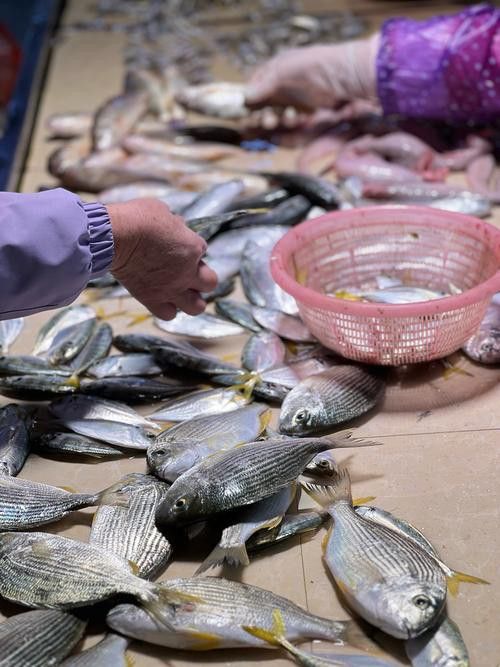 湛江龍魚(yú)價(jià)格行情最新
