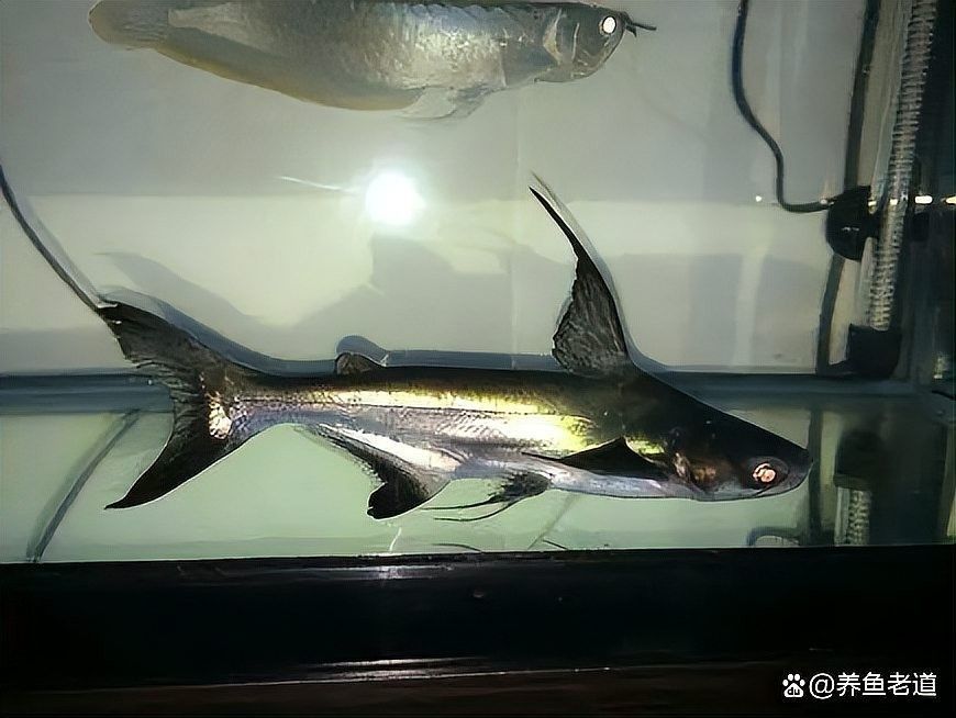 龍魚的配魚圖片大全