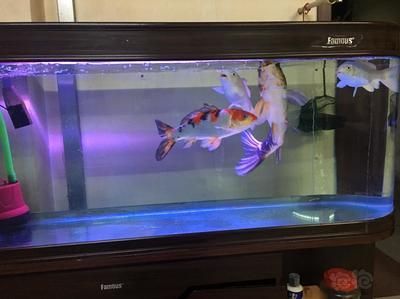 龍魚缸tds800多：龍魚缸tds值的選擇