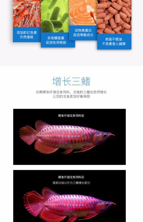 紅龍魚增色飼料配方大全圖 紅龍魚增色飼料配方大全圖 龍魚百科 第47張