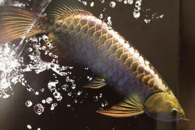 土霉素對龍魚沉頭的影響（土霉素可以治療龍魚沉頭嗎？）