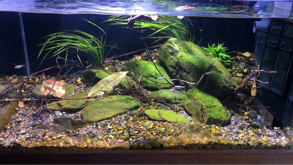 養龍魚的缸可以做溪流缸嗎：養龍魚的缸可以做溪流缸嗎養龍魚的缸可以做溪流缸嗎 養龍魚的缸可以做溪流缸嗎：養龍魚的缸可以做溪流缸嗎養龍魚的缸可以做溪流缸嗎 龍魚百科 第2張