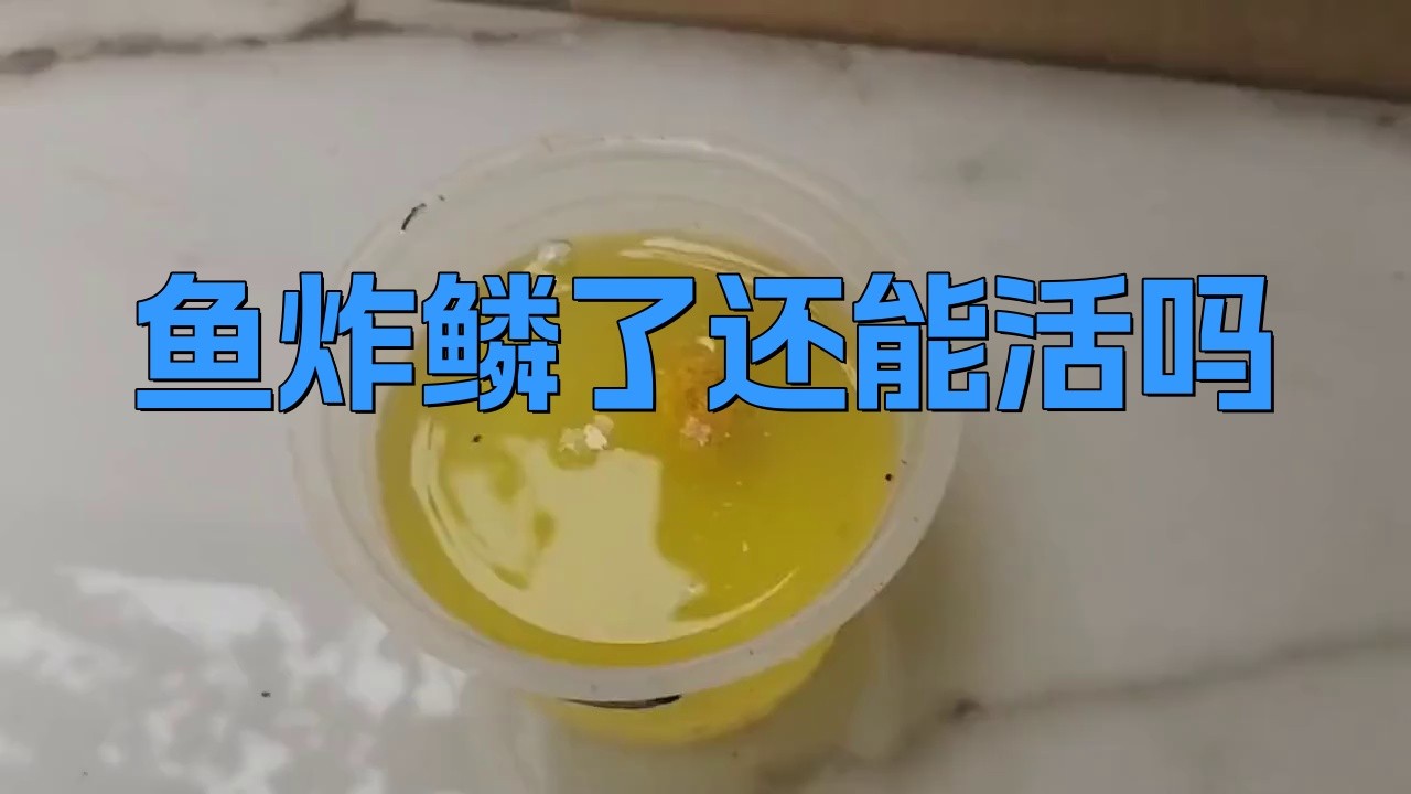 紅龍魚炸鱗后還能恢復嗎？