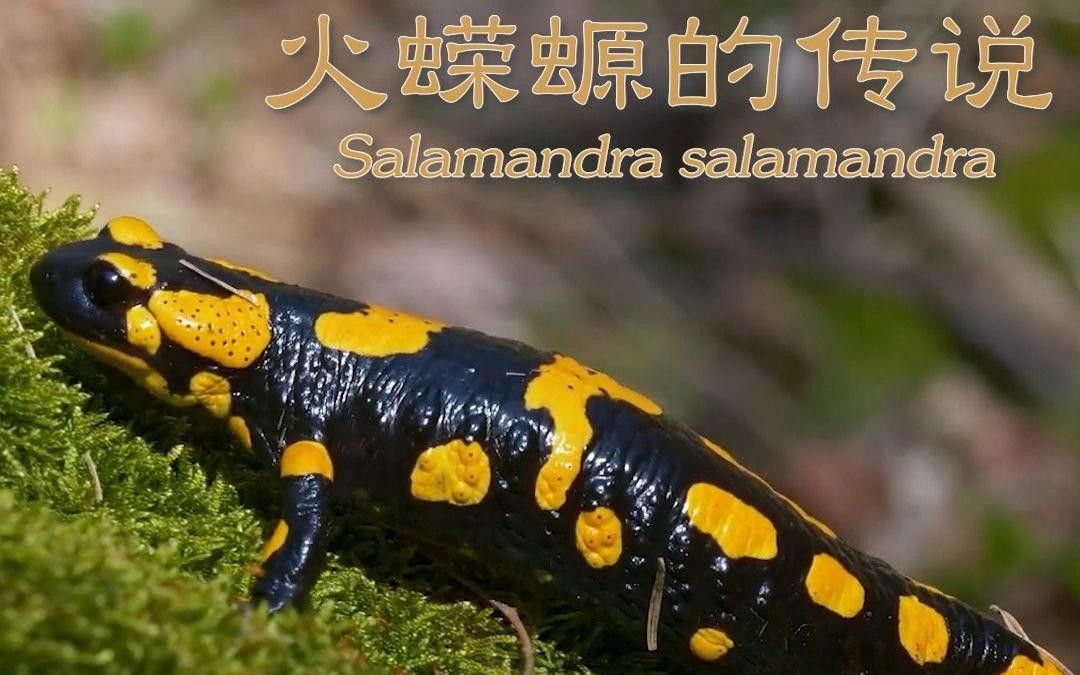 如何人工繁殖小火龍蠑螈？