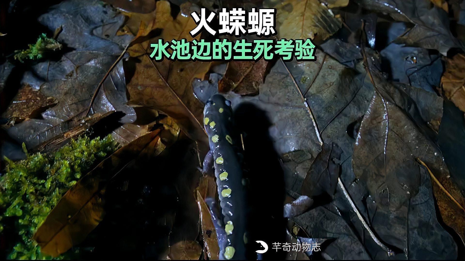 如何人工繁殖小火龍蠑螈？