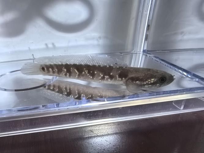 彩虹雷龍魚(yú)圖片高清大圖