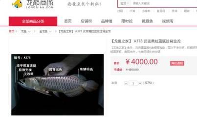 龍魚(yú)之家論壇沒(méi)有了嗎：南美水族論壇特色功能介紹