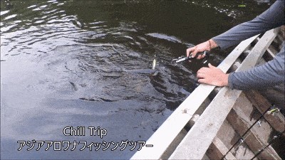 龍魚原生環(huán)境要求：模擬龍魚原生食物種類介紹模擬龍魚原生食物種類介紹