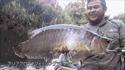 龍魚原生環(huán)境要求：模擬龍魚原生食物種類介紹模擬龍魚原生食物種類介紹