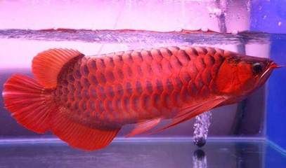 龍魚喂幾條魚之后就會吃的很慢：龍魚喂食速度受到多種因素的影響 龍魚喂幾條魚之后就會吃的很慢：龍魚喂食速度受到多種因素的影響 龍魚百科 第1張