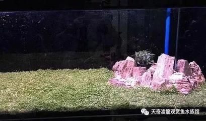 龍魚浮在水面不動怎么辦：龍魚呆在水面不動怎么辦 龍魚浮在水面不動怎么辦：龍魚呆在水面不動怎么辦 龍魚百科 第3張