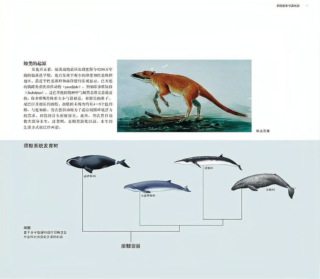 鯨魚大全圖片