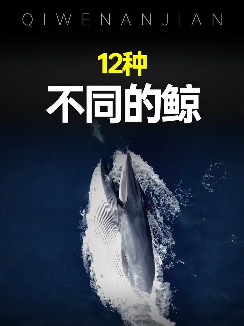 鯨魚大全圖片