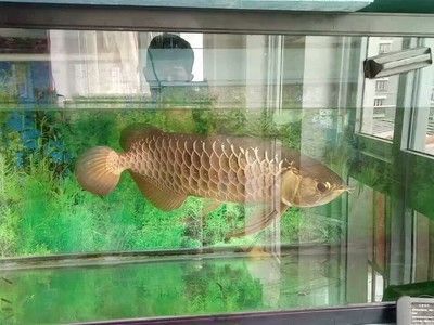 高背金龍魚怎么樣養(yǎng)活：高背金龍魚怎么養(yǎng)活 高背金龍魚怎么樣養(yǎng)活：高背金龍魚怎么養(yǎng)活 龍魚百科 第3張