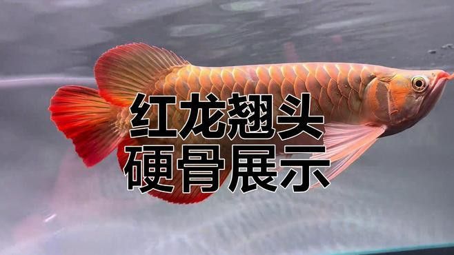 斯巴沃紅龍有哪些等級劃分？