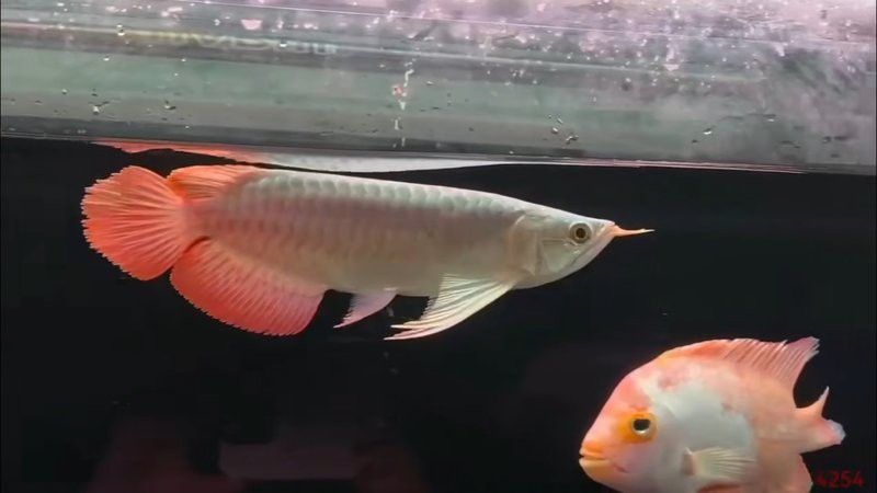 斯巴沃紅龍有哪些等級劃分？