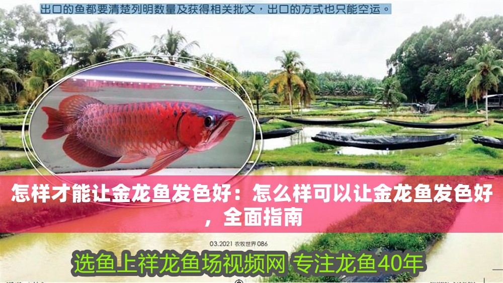 怎樣才能讓金龍魚發色好：怎么樣可以讓金龍魚發色好，全面指南