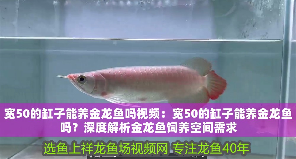 寬50的缸子能養金龍魚嗎視頻：寬50的缸子能養金龍魚嗎？深度解析金龍魚飼養空間需求