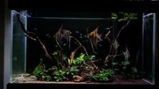 寬50的缸子能養金龍魚嗎視頻：寬50的缸子能養金龍魚嗎？深度解析金龍魚飼養空間需求