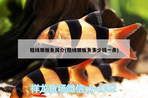 粗線銀版魚苗品質(zhì)評價標準，粗線銀版魚苗品質(zhì)評價標準，