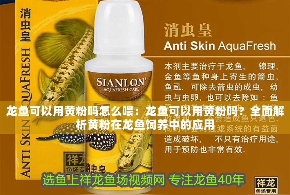 龍魚可以用黃粉嗎怎么喂：龍魚可以用黃粉嗎？全面解析黃粉在龍魚飼養(yǎng)中的應用