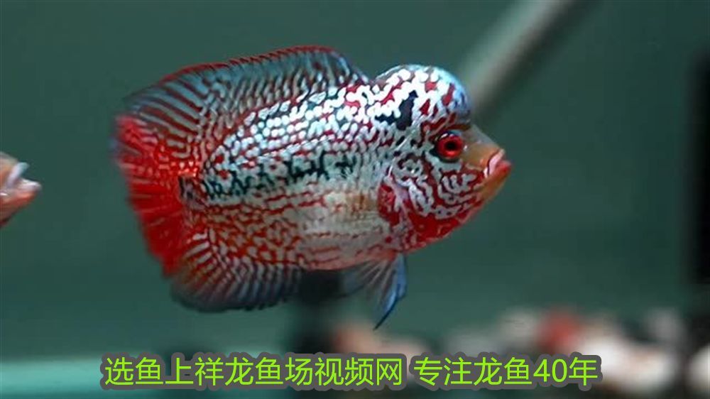 龍魚可以用黃粉嗎怎么喂：龍魚可以用黃粉嗎？全面解析黃粉在龍魚飼養(yǎng)中的應用