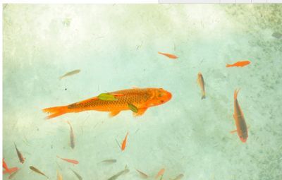 養(yǎng)龍魚題材寓意（養(yǎng)龍魚被認(rèn)為是財(cái)富和富貴的象征，龍魚的地位非常重要）