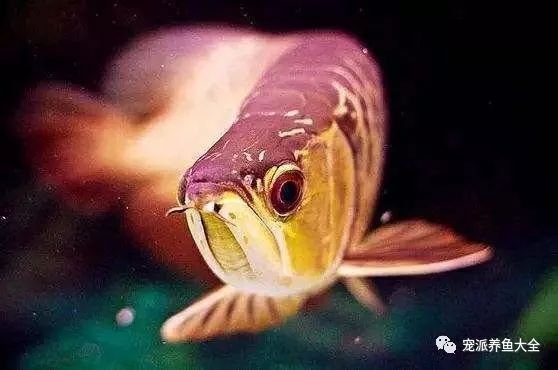 預防性治療龍魚的正確方式：如何判斷龍魚水質是否合格