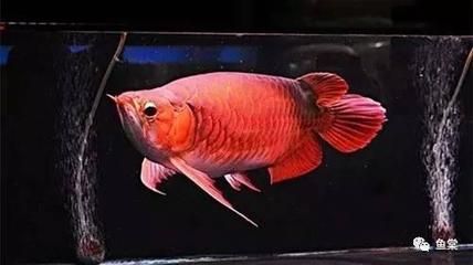 養(yǎng)龍魚困水的正確方法是什么：養(yǎng)龍魚困水的正確方法