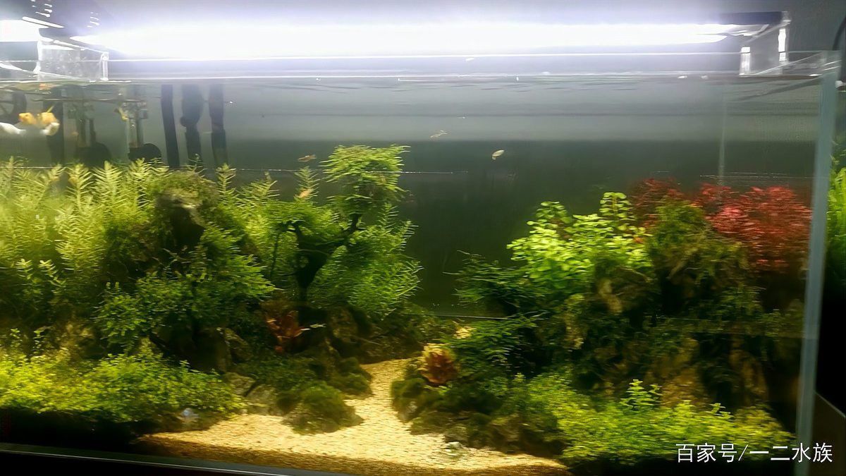 北京買龍魚的地方在哪兒呀