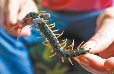 龍魚(yú)喂蜈蚣怎么處理好:喂食龍魚(yú)蜈蚣時(shí)需要注意一些處理步驟以確保龍魚(yú)的安全并充分利用 龍魚(yú)百科 第2張 龍魚(yú)喂蜈蚣怎么處理好:喂食龍魚(yú)蜈蚣時(shí)需要注意一些處理步驟以確保龍魚(yú)的安全并充分利用 龍魚(yú)喂蜈蚣怎么處理好:喂食龍魚(yú)蜈蚣時(shí)需要注意一些處理步驟以確保龍魚(yú)的安全并充分利用 龍魚(yú)百科 第2張