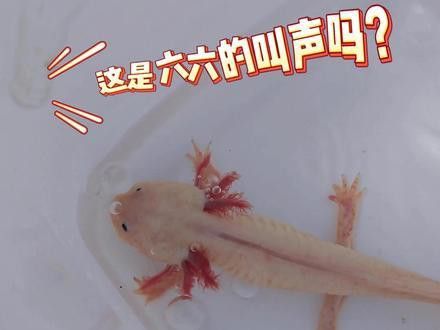 六角恐龍魚能聽見聲音嗎