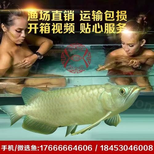 銀龍魚和青龍魚的區別在哪里圖片