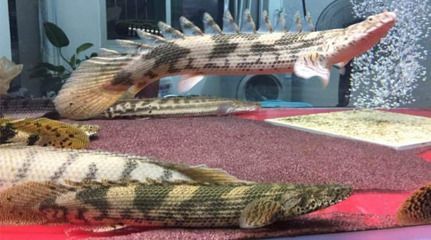 杰西卡恐龍魚（杰西卡恐龍魚與其他觀賞魚的區別） 杰西卡恐龍魚（杰西卡恐龍魚與其他觀賞魚的區別） 龍魚百科 第2張