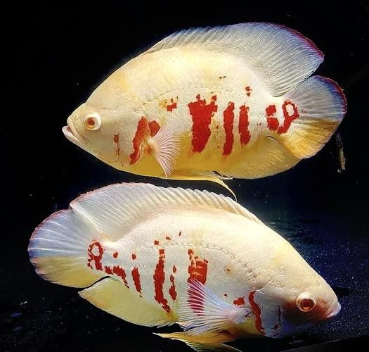 地圖魚和雷龍魚哪個好養