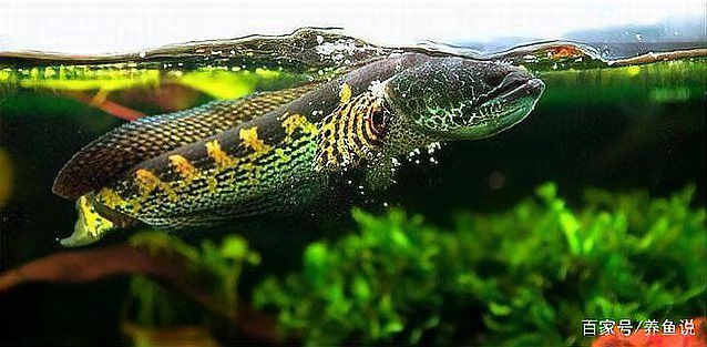 地圖魚和雷龍魚哪個好養