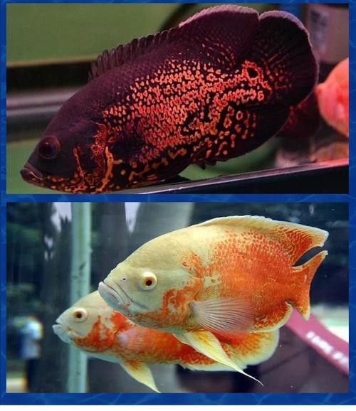 地圖魚和雷龍魚哪個好養
