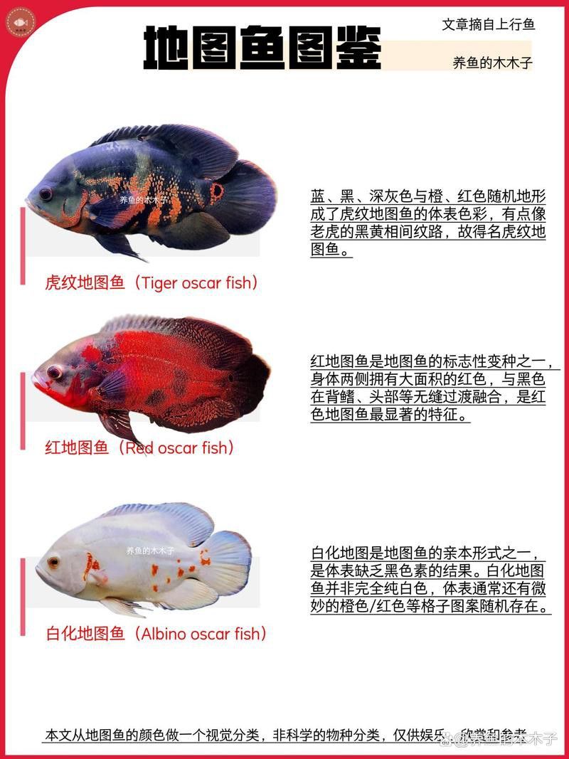地圖魚和雷龍魚哪個好養