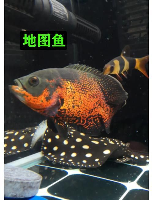 地圖魚和雷龍魚哪個好養