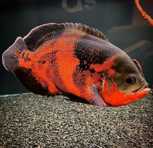 地圖魚和雷龍魚哪個好養