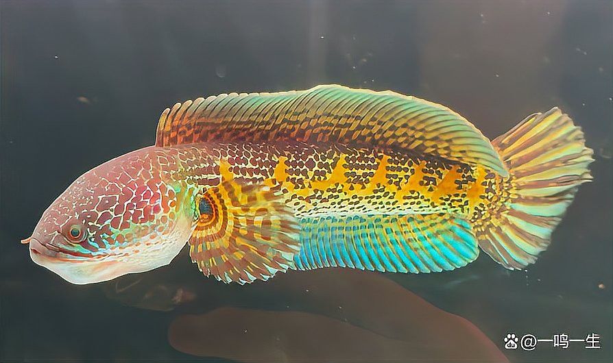 地圖魚和雷龍魚哪個好養