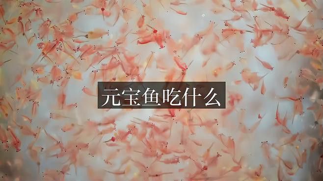 祥龍魚場新品在哪里可以購買？ 祥龍魚場新品在哪里可以購買？ 龍魚百科 第5張