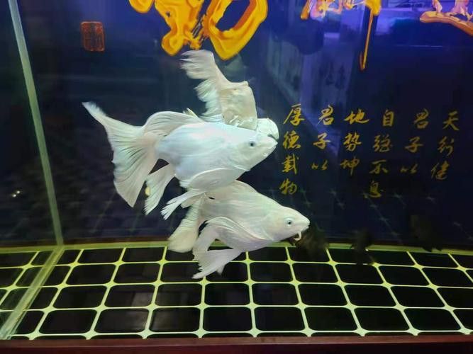 祥龍魚場新品在哪里可以購買？ 祥龍魚場新品在哪里可以購買？ 龍魚百科 第11張