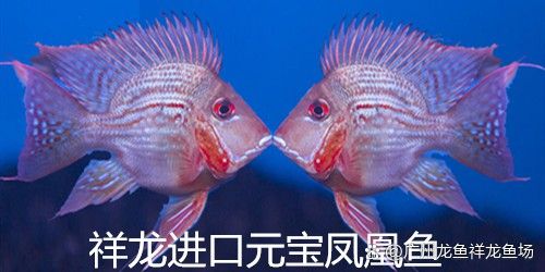 祥龍魚場新品在哪里可以購買？ 祥龍魚場新品在哪里可以購買？ 龍魚百科 第15張