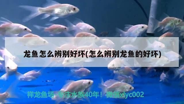 龍魚好壞怎么區分，區分龍魚的好壞需要綜合考慮其外觀、健康狀態、飼養環境等 龍魚好壞怎么區分，區分龍魚的好壞需要綜合考慮其外觀、健康狀態、飼養環境等 龍魚百科 第2張