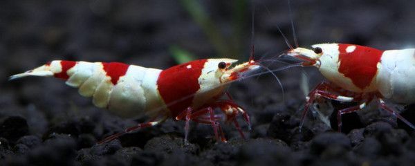 龍魚中毒后怎么解毒（龍魚中毒后怎么辦）