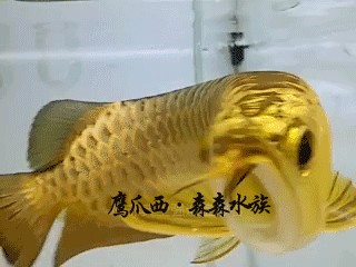 頂級金龍魚手機壁紙（如何找到頂級金龍魚手機壁紙）