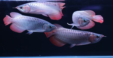 如何挑選高品質(zhì)紅龍魚(yú)（如何挑選出高品質(zhì)的紅龍魚(yú)，紅龍魚(yú)發(fā)色期養(yǎng)護(hù)技巧）